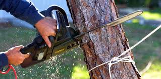 Best Tree Health Inspection  in Safety Harbor, FL