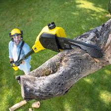 Best Arborist Consultation Services  in Safety Harbor, FL